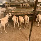 تيوس صومالية بالمزاحمية تبارك الله أوزان جبر