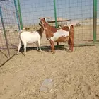 عنز وبنتها على ولاد الثنتين ب 3500 ريال للكل نهائي