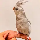 كروان أليف وهدد ومتكلم