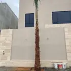 نخيل واشنطني