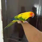 صن كنيور اليف حمامة ومتكلم