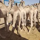 برابر وتيوس صوماليه سواكن احجام طيبه   اسألو عن عروضنا