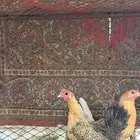 ديك باكستاني ضرب اذان ودجاجه باكستانيه مرجنه ودجاج بلدي