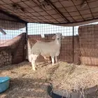 طلي للبيع