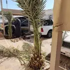 ابوياسين لبيع جميع انواع النخيل البلدي والواشنطن