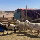 ضان للبيع