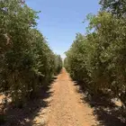 يوجد لدينا جميع انواع أشجار الزيتون وبسعر مناسب