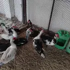 ذكور بط مصري