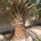 نخل واشنطني زينه نخل عربي خلاص وجميع الانوع