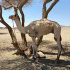 للبيع قعود مادوب