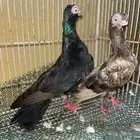حمام كوري