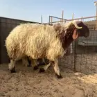 ذبايح جبرة للمناسبات