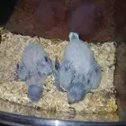 فروخ كويكر