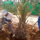 نخل صقعي مجدول اخلاص سكري خضري عجوه نخل واشنطني أمريكي