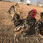 للبيع دجاج سبرايت شبابي تم البيع