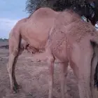 قعودين على حليب امهاتها