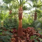 نخل واشنطني زينه ابو مروحه جميع الأحجام ولمقاسات