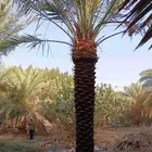 متوفر لدينا نخل للبيع جده مكه المدينه القصيم الرياض الدمام