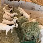 للتجار تيوس جديدة للجملة بأسعار ممتازة لا تتاخر في الحجز