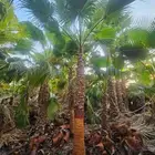 نخل واشنطني زينه