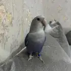 فيشر اليف تربيه للتواصل  966 53 284 6798