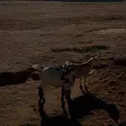 معزا قزميات. 2 مظارع لهن شهرين وتيس