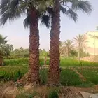 مصطفى لبيع جميع انواع النخيل البلدي والواشنطن والشعب والورد