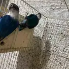 بغباء فيشر فايلوت