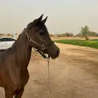 مهره شعبيه