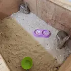 جوز ارانب للبيع