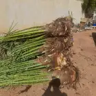 لجميع انواع النخل عربي وامريكي