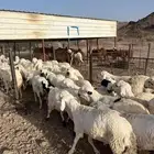 طليان سواكن شبيه الحري ( من المزرعة لباب بيتك )