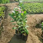 مشتل ابراهيم الزهراني لبيع الاشجار و الشتلات