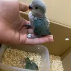 فروخ روز للبيع