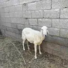 للبيع شاة حرية