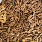 عود مروكي محسن بيور