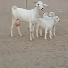 عنز بيشيه برصا رباعيه يتبعها 2 جفار ب 3000 ريال نهائي