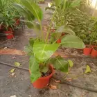 المشتل أشجار طبيعيه وعشب طبيعي