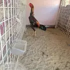 ديك شامو ياباني