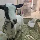 جفره قزميه بيور عمر جاهزه للتلقيح