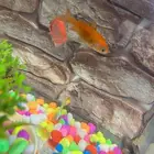 حوض اسماك للبيع مكون من 6 سمكات وفلتر هواء