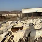 طليان سواكن شبيه الحري مرابي ( ذبح وتغليف وتوصيل )