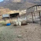 طليان حري