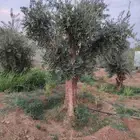 يوجد لديناء جميع انواع الاشجار لتوصل علا