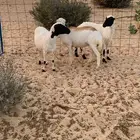 غنم رفيدي طيبه