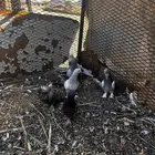 حمام اتراك للبيع