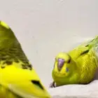 عرض بادجي