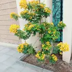 أشجار طبيعي