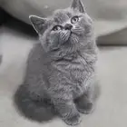 قط سكوتش ستريت للبيع