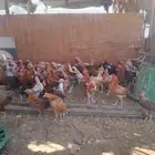 دجاج بلدي تربية